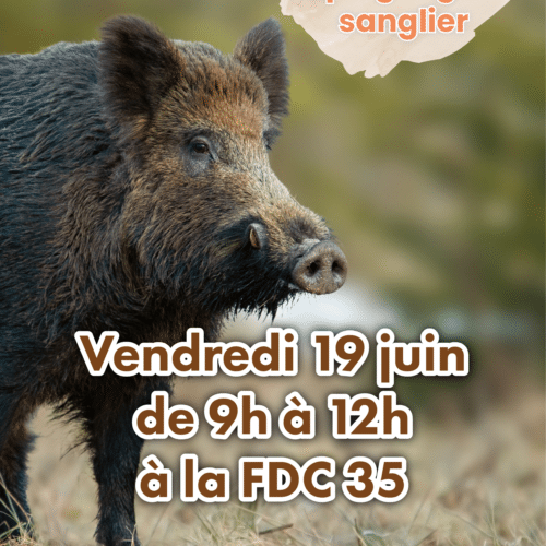Formation piégeage sanglier