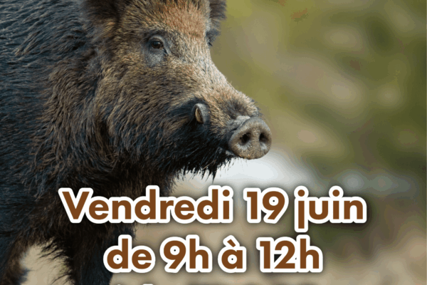Formation piégeage sanglier